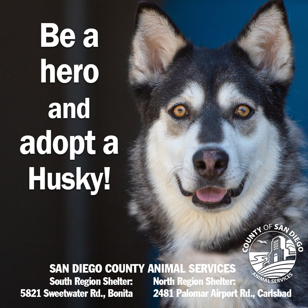 NEW-Husky-Week-FB-1080x1080---FINAL